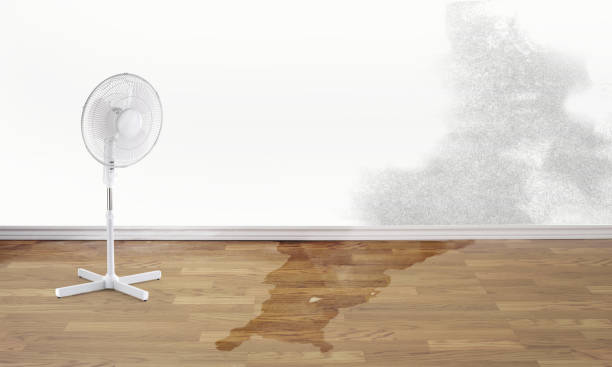 Best Carpet water damage restoration  in Altoona, WI